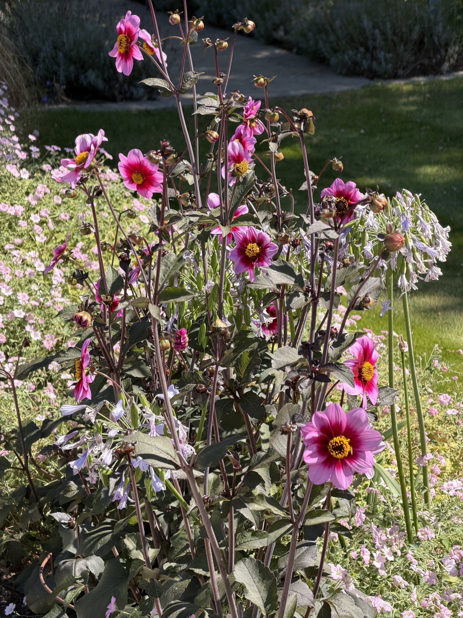 Dahlias in the borders