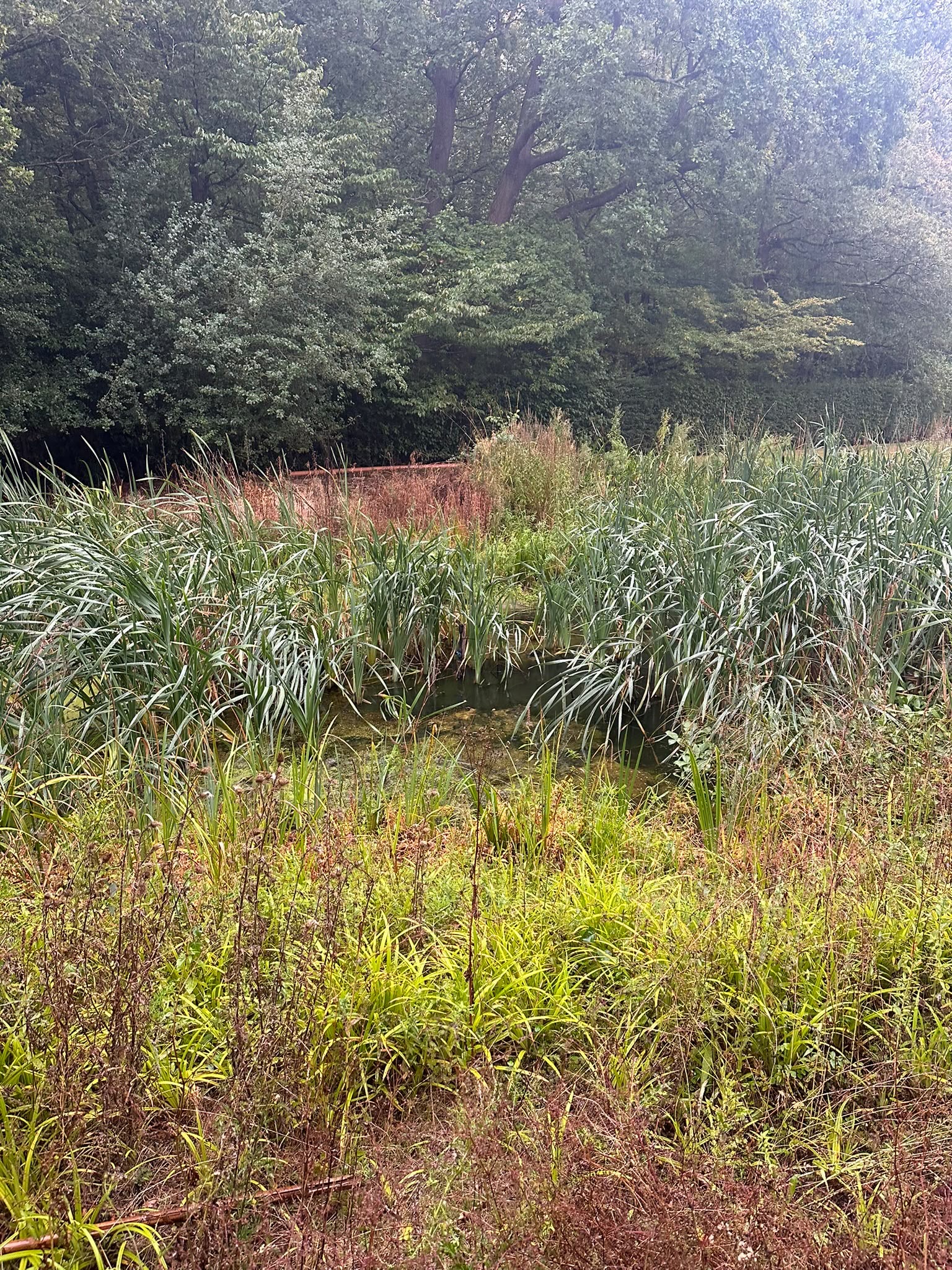 Murky water and overgrown margins