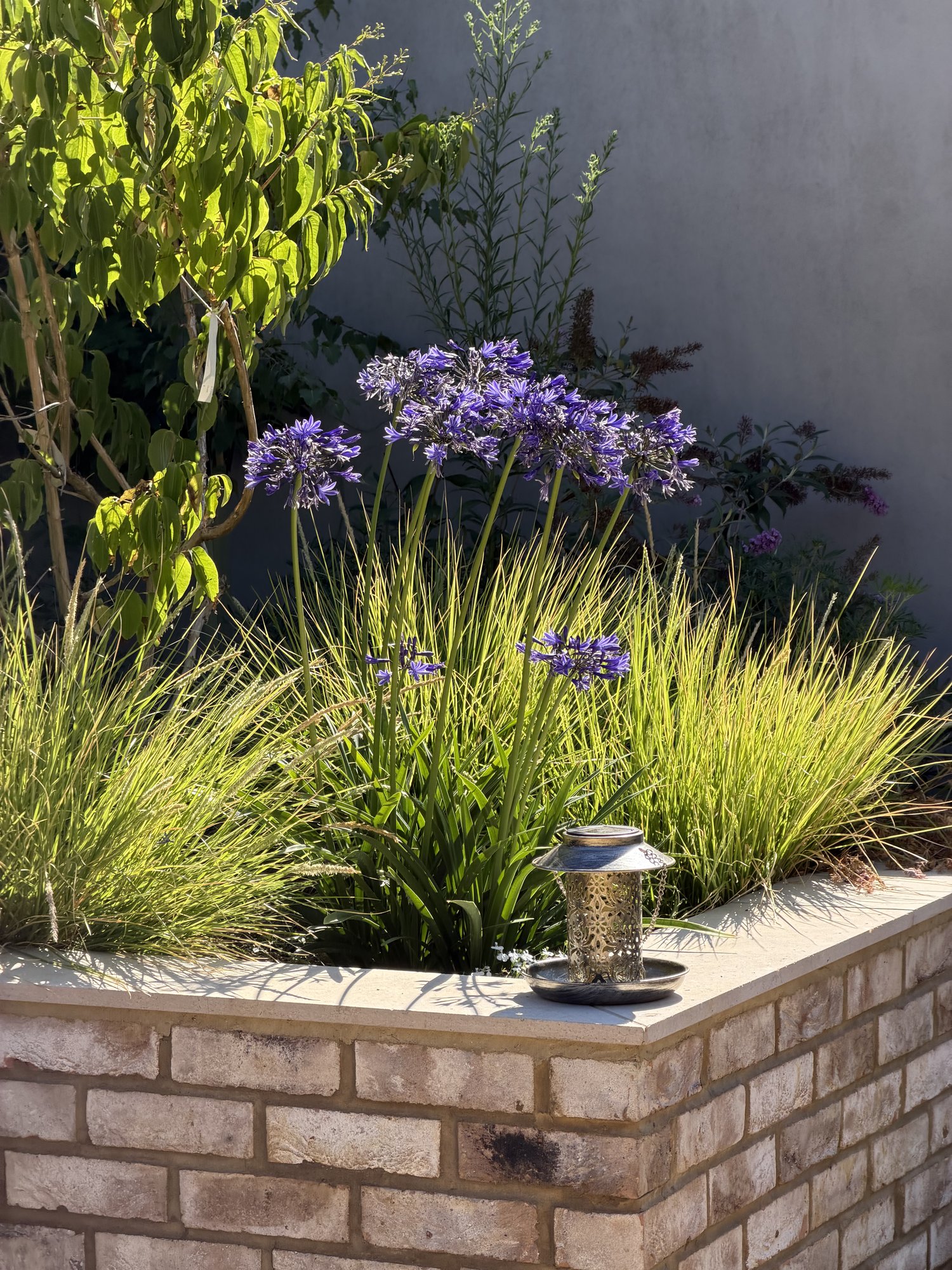 Agapanthus beside the wall