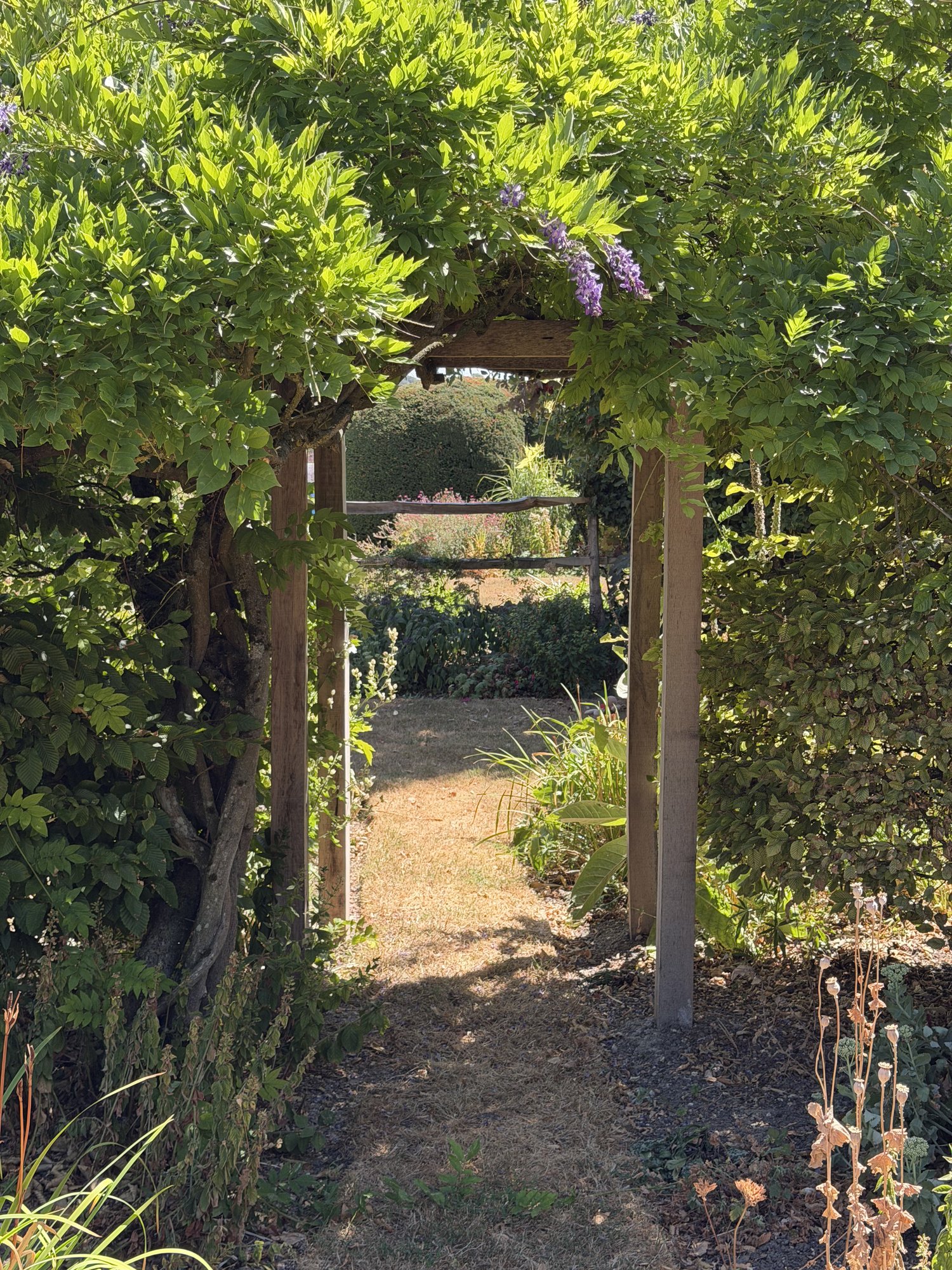 Wisteria arbor over the path