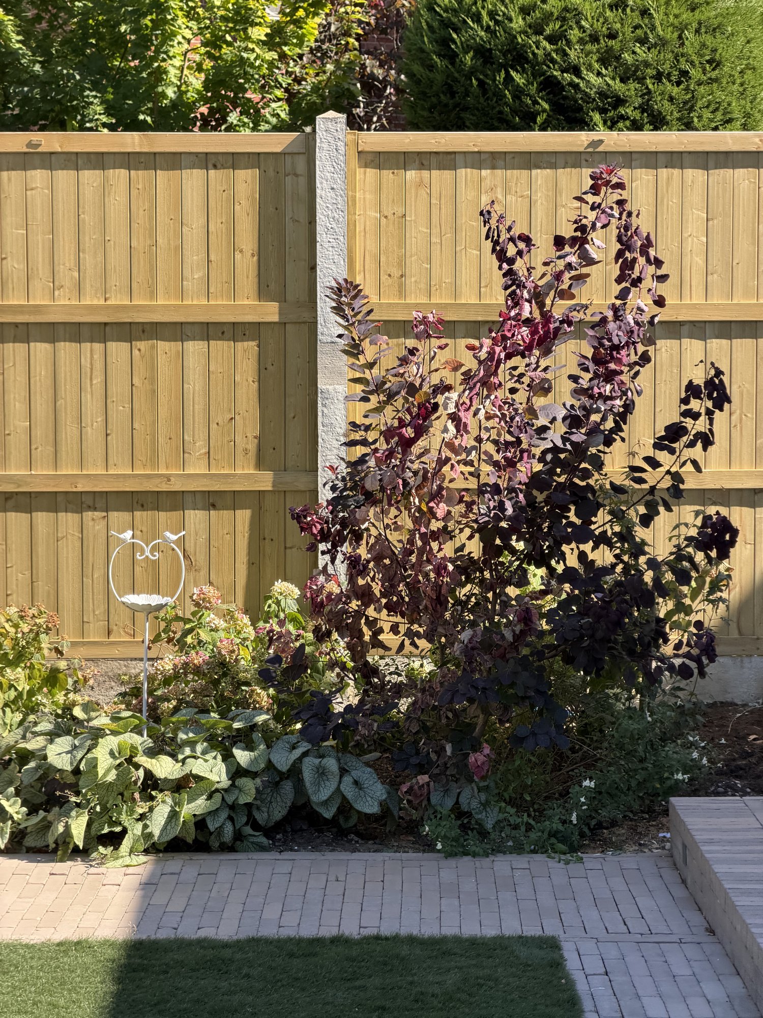 Fence, planting and feeder