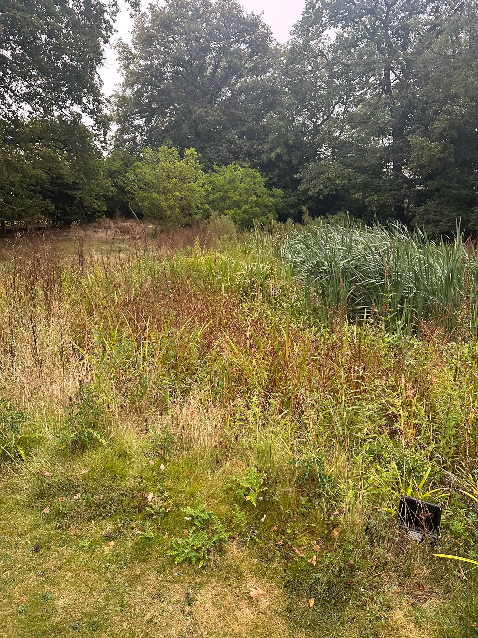 Wild, unmanaged ground at the water’s edge
