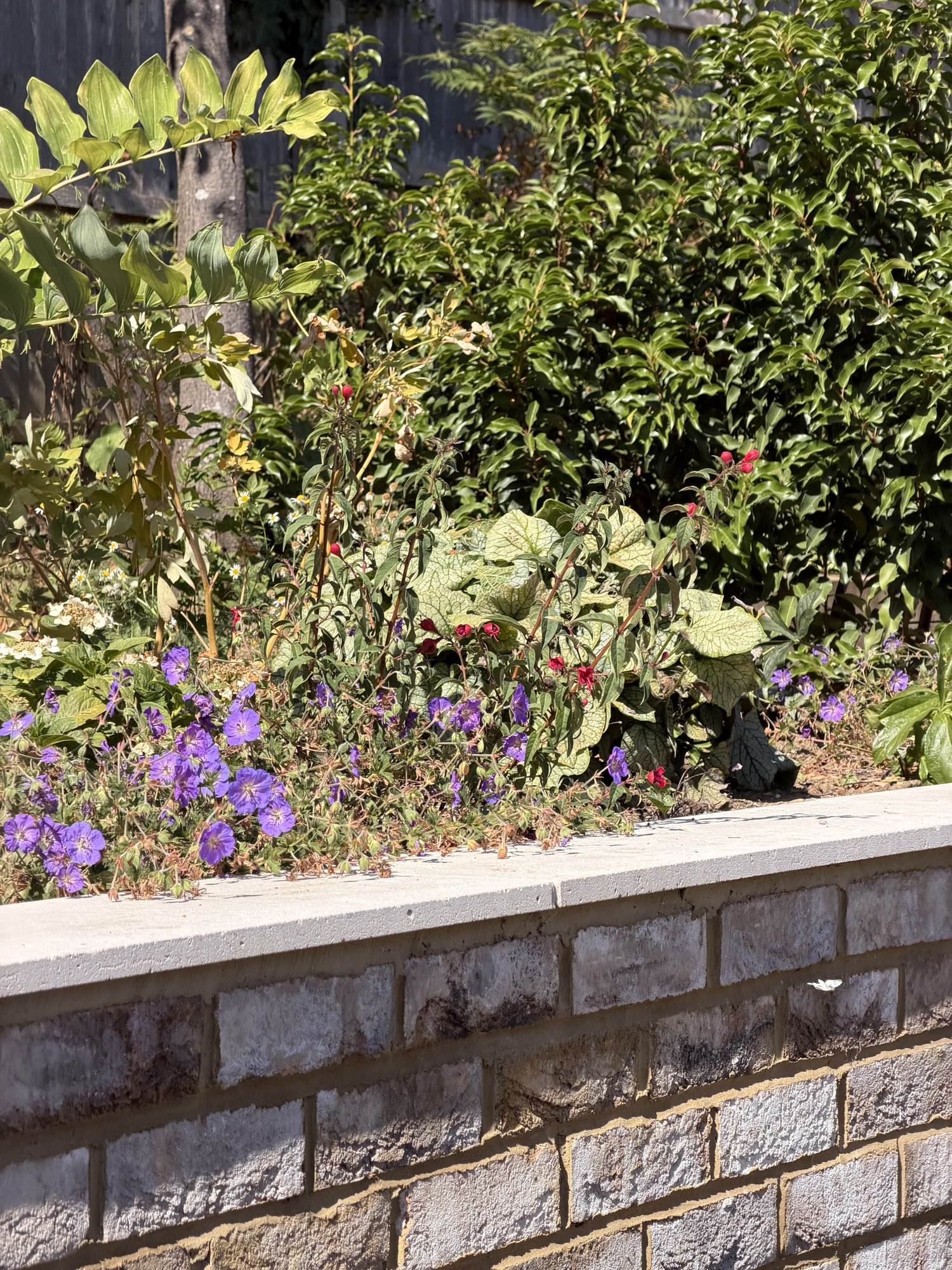 Brick retaining wall and geraniums