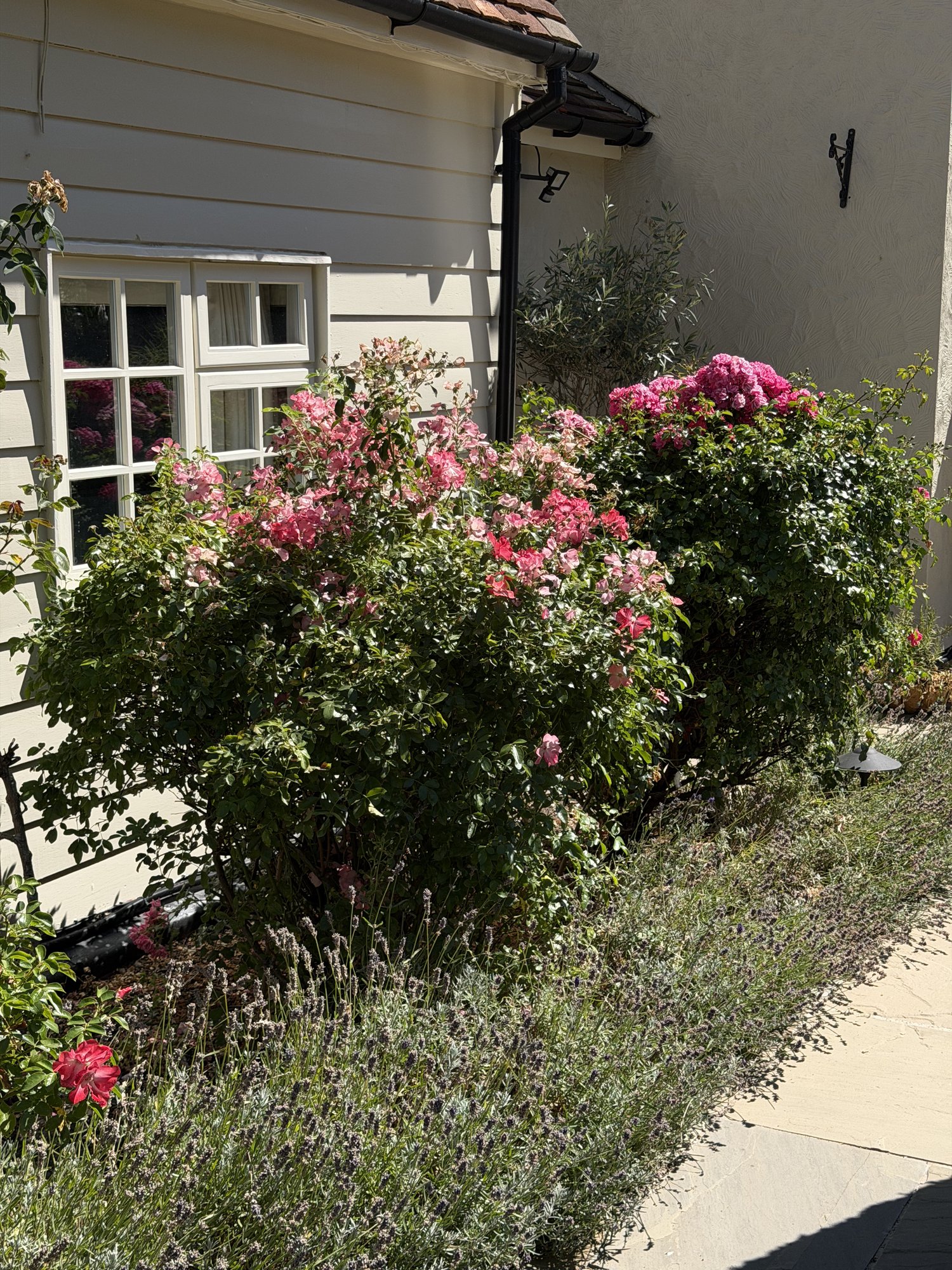 Rose and lavender border