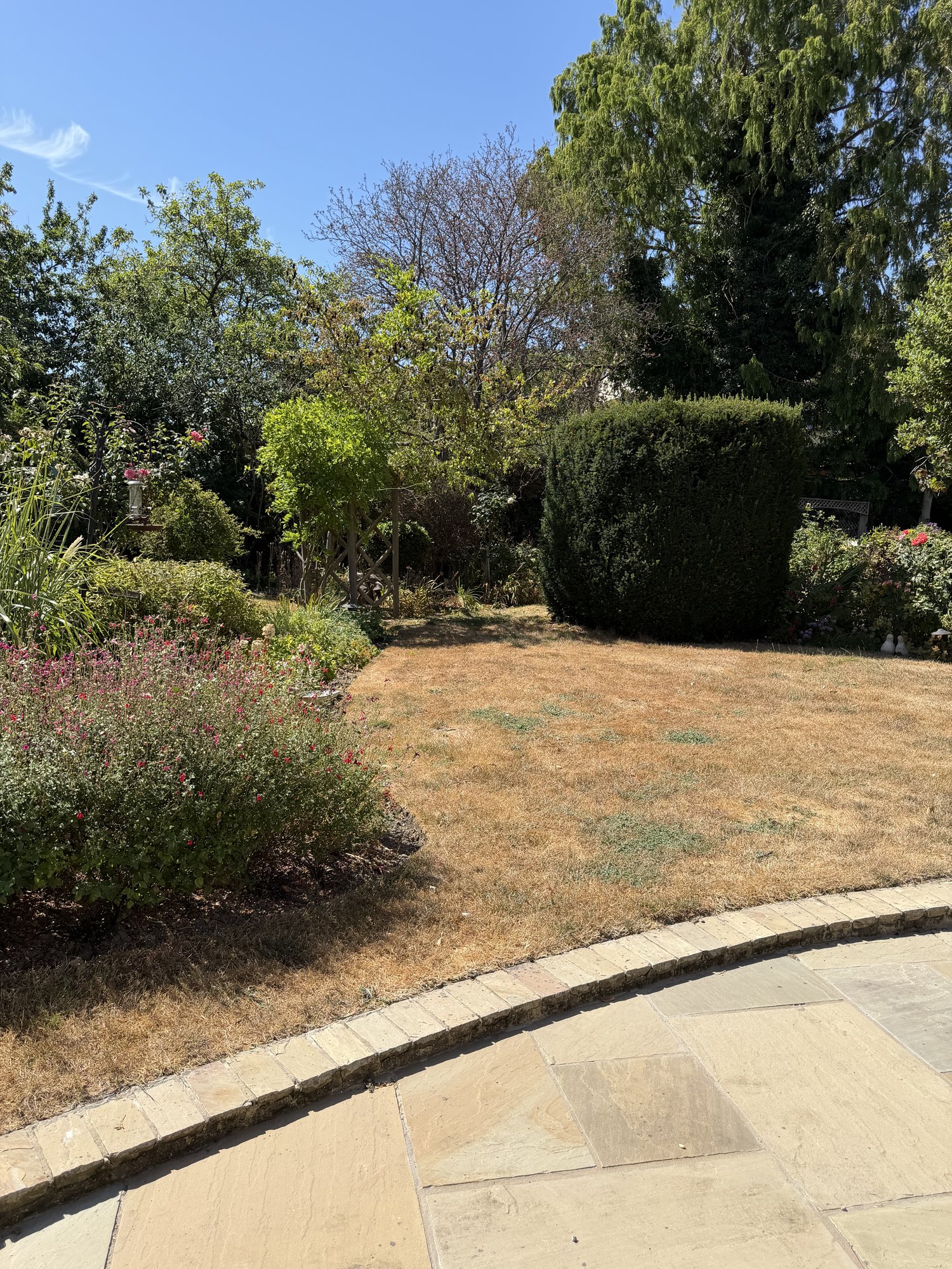 Lawn and mature hedge