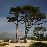 Golden Gate Bridge framed between two pine trees