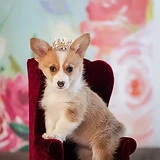 Corgi puppy wearing a gold crown on a velvet armchair