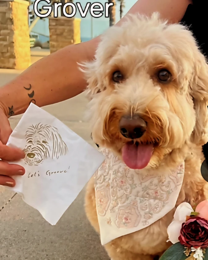 Grover dressed up at his pawrents' wedding