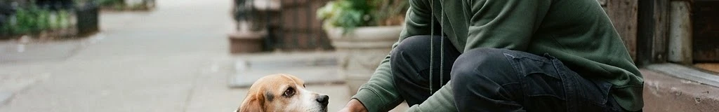 Bark Avenue Dog Walkers