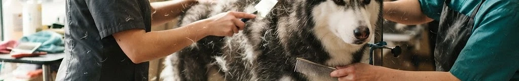 Diamond Dog Grooming, Training & Boarding