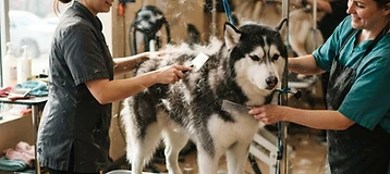 Diamond Dog Grooming, Training & Boarding