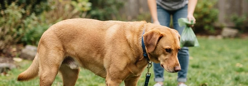 Why Is My Dog Eating Poop? Understanding Coprophagia