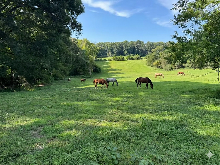 Honeycutt Pastures main paddock