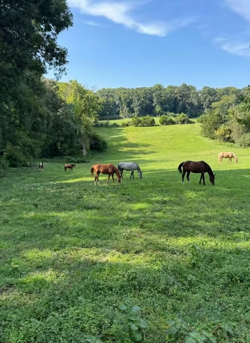 Honeycutt Pastures
