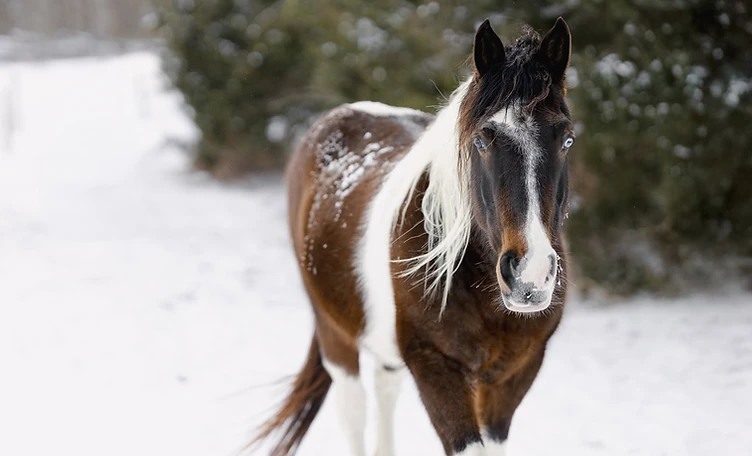 Michelle Honeycutt Photography — The Winter — Pinto in Snow