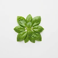 fresh basil leaves