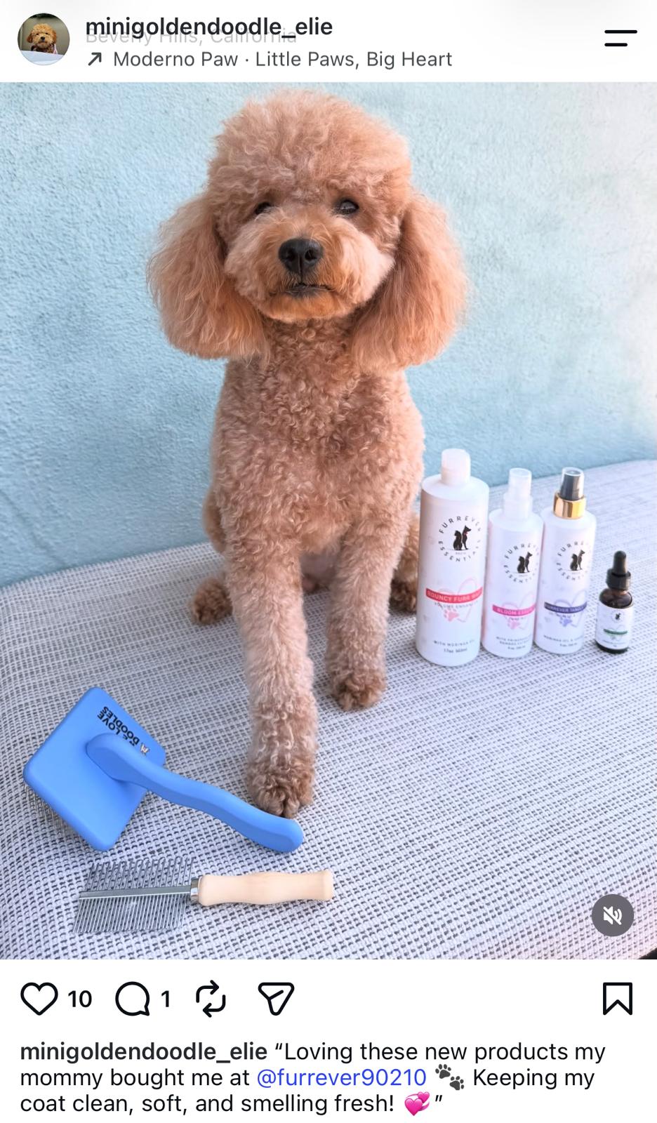 Elie el Goldendoodle