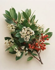 California Toyon plant