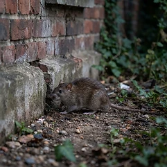 Rodents