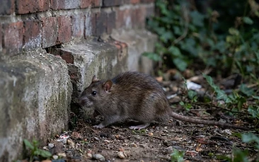 Rodents control Newcastle