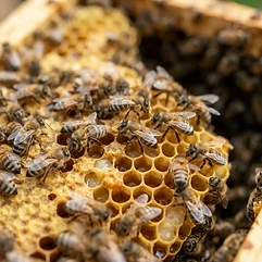 Bees