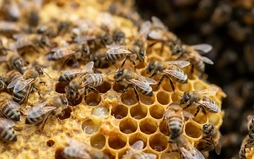 Bees control Newcastle