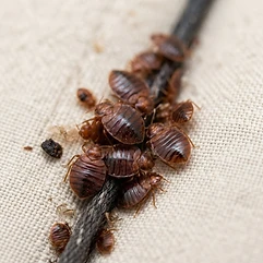 Bed Bugs