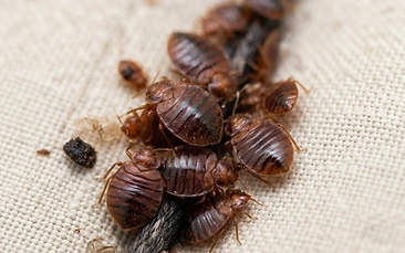 Bed Bugs control Newcastle