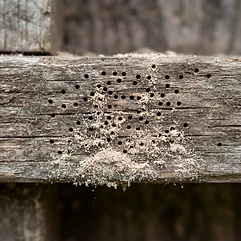 Timber Borers
