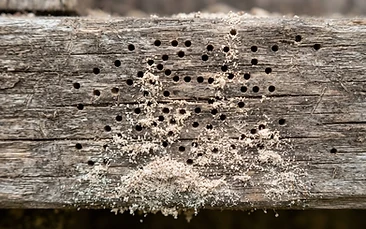 Timber Borers control Newcastle