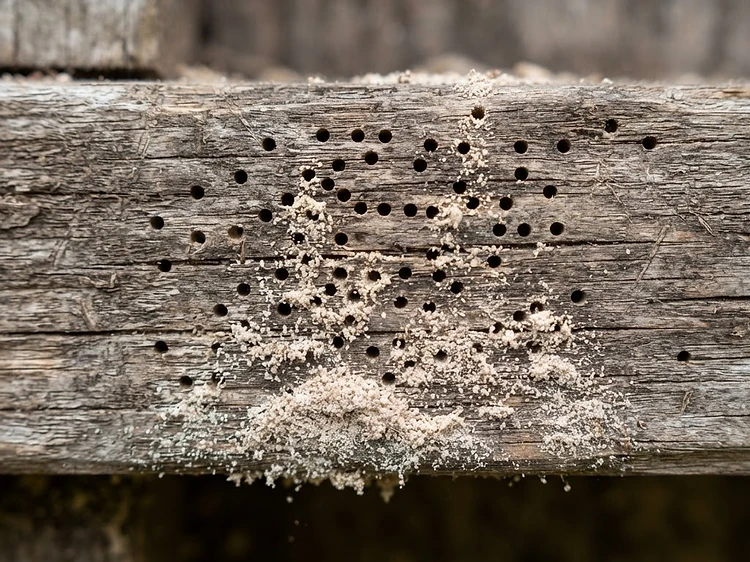 Timber Borers identification — Timber Borer Control Newcastle