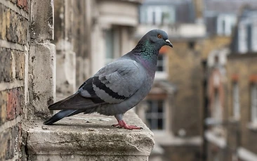 Birds control Newcastle
