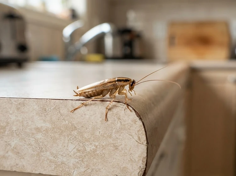 German Cockroaches identification — German Cockroach Control Newcastle