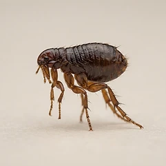 Fleas