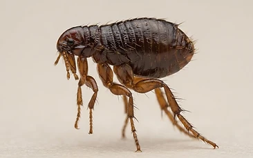 Fleas control Newcastle