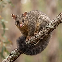 Possums