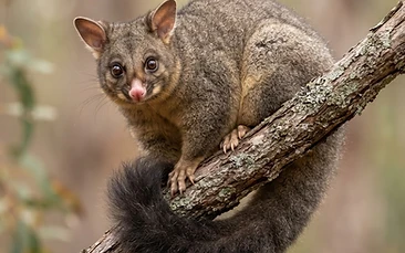 Possums control Newcastle