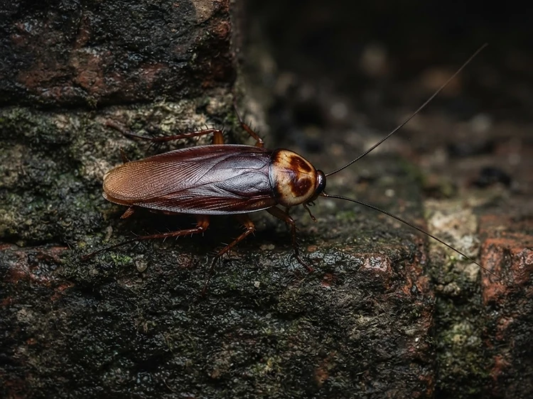 Large Cockroaches identification — Large Cockroach Control Newcastle