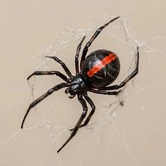 Spiders