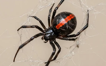 Spiders control Newcastle