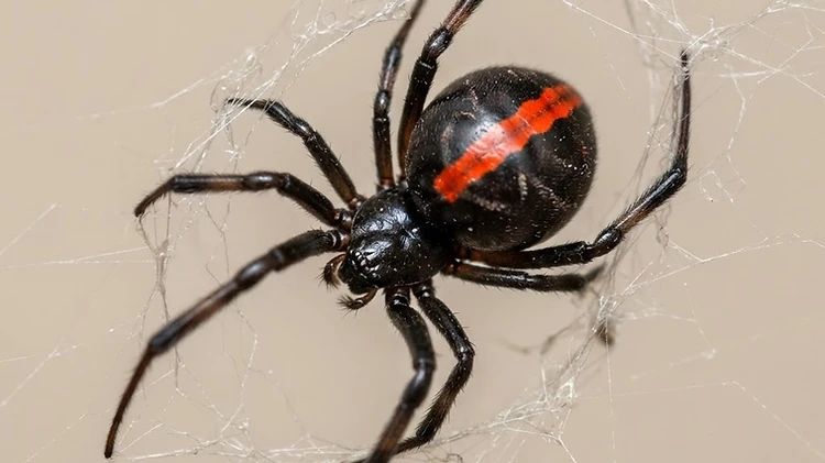 Spiders in Newcastle Homes: Which Ones Matter and What to Do