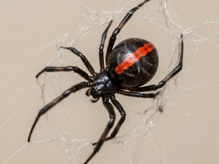 Spiders identification — Spider Control Newcastle