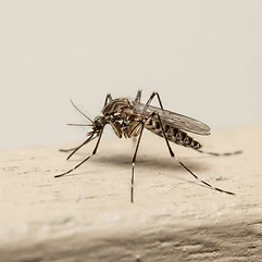 Mosquitoes