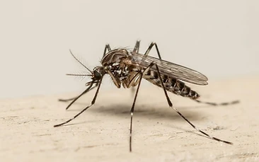 Mosquitoes control Newcastle