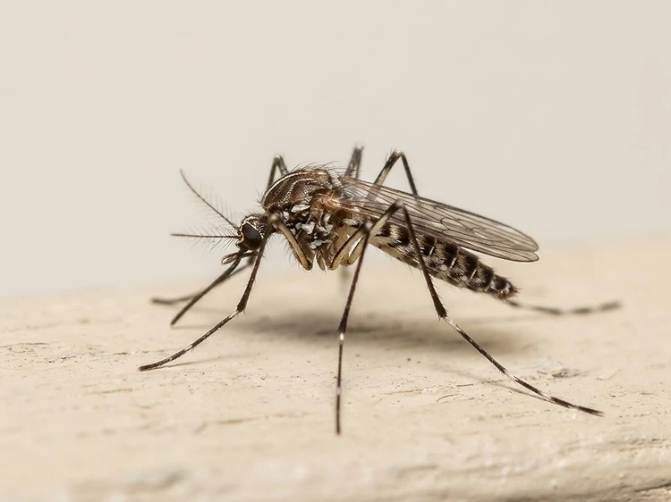 Mosquitoes identification — Mosquito Control Newcastle