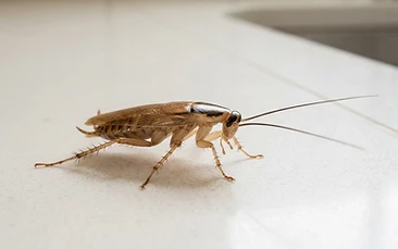 Cockroaches control Newcastle