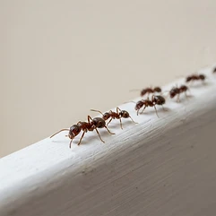 Ants