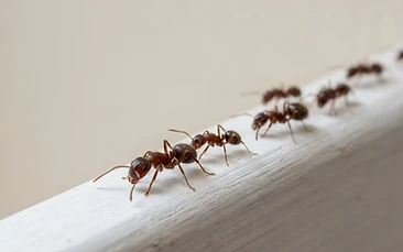 Ants control Newcastle