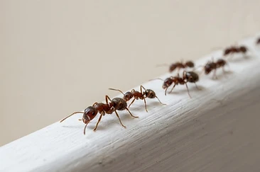 Why Ants Come Back After Spraying (and How to Stop the Cycle)