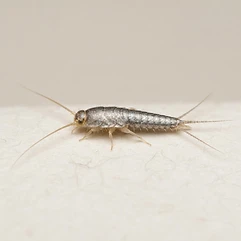 Silverfish